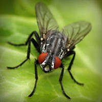 /album/florsuppmino1972/photolia-a01-jpg/