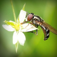 /album/florsuppmino1972/photolia-a02-jpg/