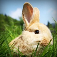 /album/florsuppmino1972/photolia-a03-jpg/