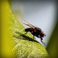 /album/florsuppmino1972/photolia-a04-jpg/