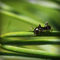 /album/florsuppmino1972/photolia-a05-jpg/