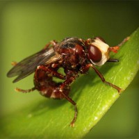 /album/florsuppmino1972/photolia-a06-jpg/