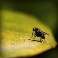 /album/florsuppmino1972/photolia-a07-jpg/