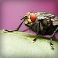 /album/florsuppmino1972/photolia-a08-jpg/